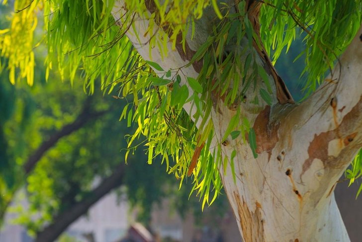 10 Benefits of Eucalyptus
